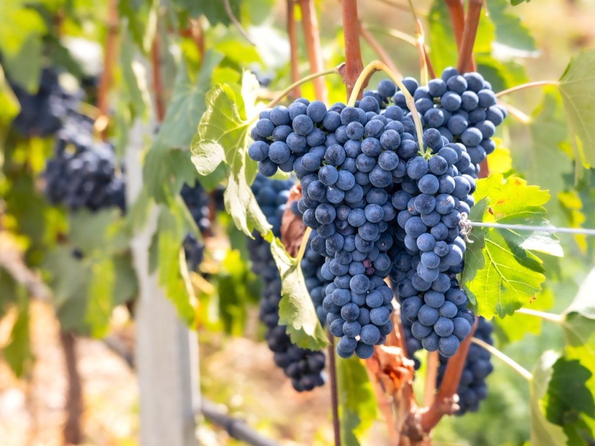 Pourquoi la récolte 2026 devrait-elle produire des vins plus alcoolisés et de qualité ?