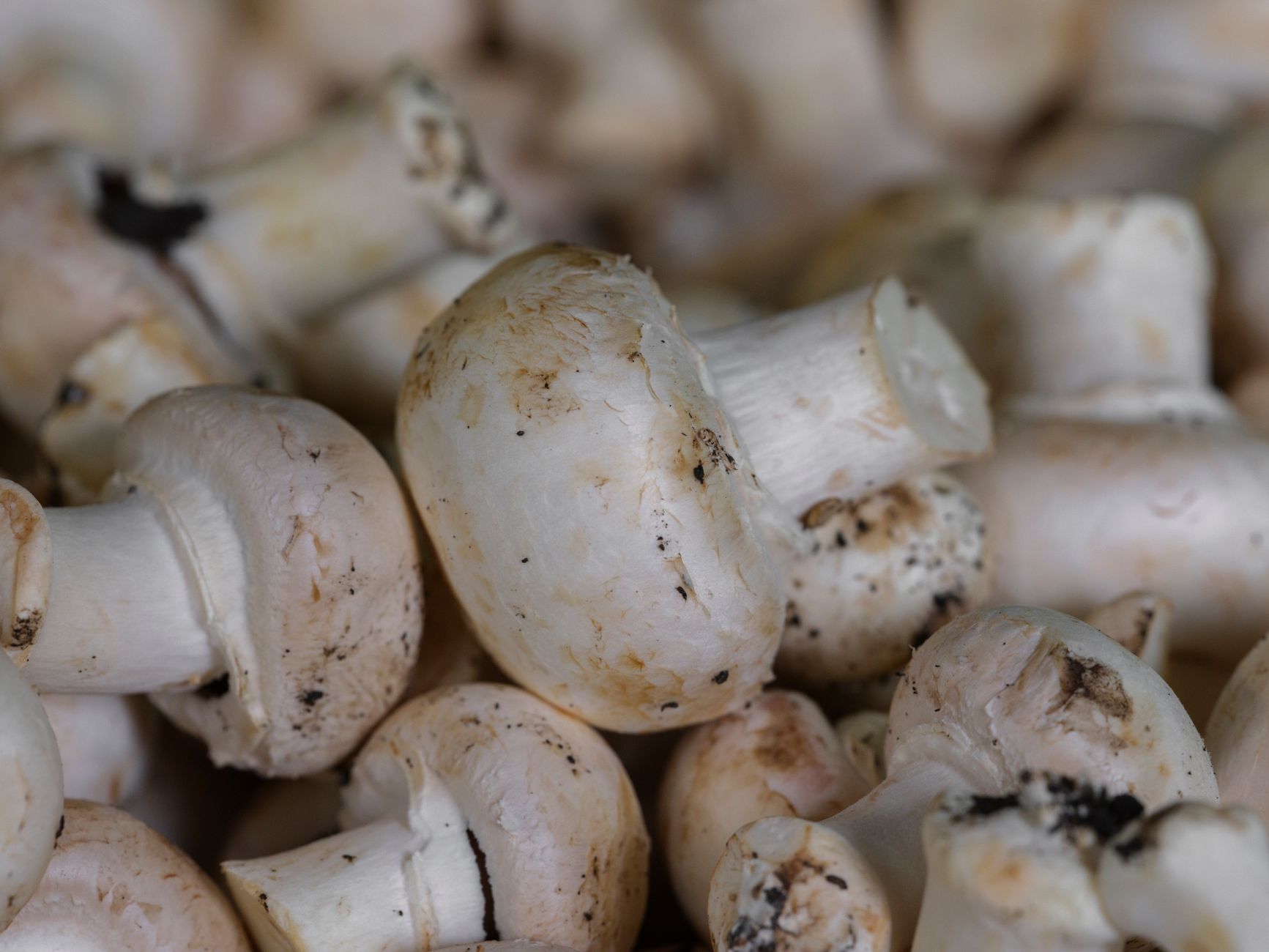 Cueillir des champignons : évitez l'erreur fatale de l'intoxication